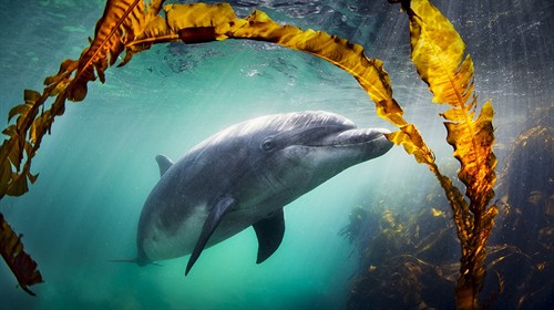 Why We Love Dolphins_still_01_thumb.jpg